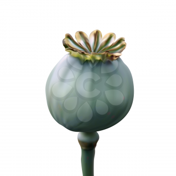 Poppy green capsule on stalk closeup on white background