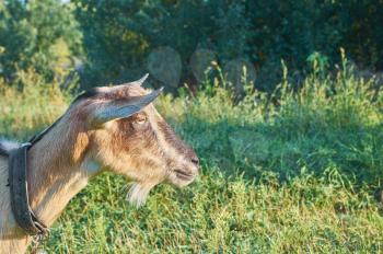 Cute pet goat on a background of green grass