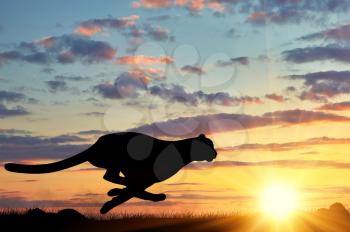Concept of hunting. Running cheetah silhouette against the evening sky in the sun