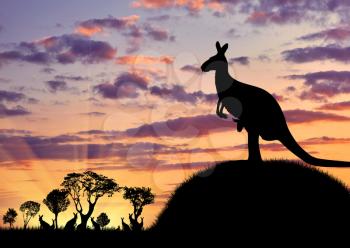 Silhouette of a kangaroo with a baby on a background of a beautiful sunset and the herd away