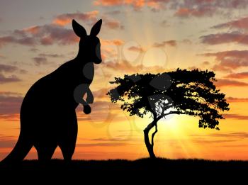 Silhouette of a kangaroo on a background of a beautiful sunset