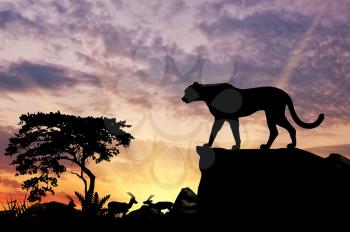 Silhouette of leopard on a hill at sunset