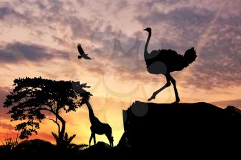 Silhouette of an ostrich on a hill at sunset savanna and animals