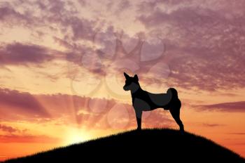 Silhouette of a dog on top gazing into the distance against the sunset