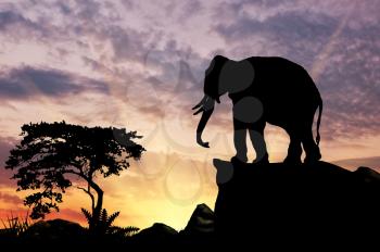 Silhouette of an elephant on the hill at sunset savanna