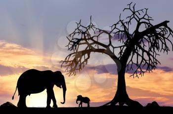Silhouette of an elephant with calf near a tree against the evening sky