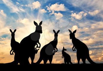 Silhouette family of kangaroos on a background of beautiful sky