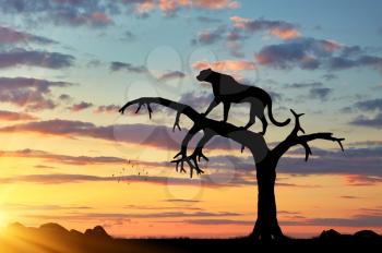 Silhouette of a cheetah in a tree at sunset