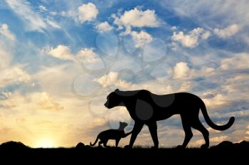 Silhouette of a cheetah and cubs against the evening sky