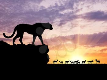 Concept of hunting. Silhouette of a cheetah hunt gazelles at sunset