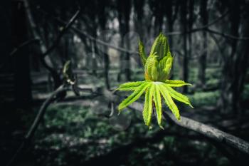 Spring concept. Image of the burgeoning buds of chestnut leaves