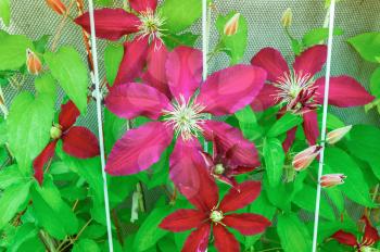 Red flower clematis with bright green leaves