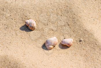 Concept of a beach holiday. Three seashells on the golden sand