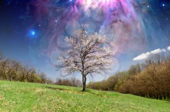Lonely blossoming tree on a glade with a fantastic sky