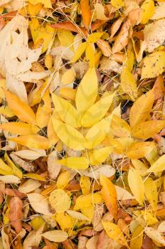 Autumn season. Yellow autumn leaves on the ground