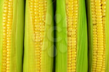 Fresh raw corn. Texture background