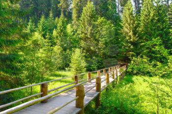 Beautiful bridge in the forest with rays of sun on the background of coniferous forest