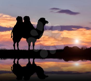 Silhouette humped camel at sunset near the river
