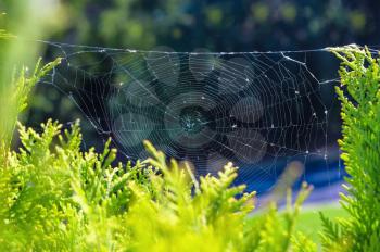  Concept of autumn season. Spider cobwebs on the plant