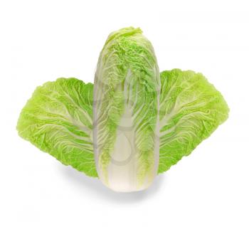 Chinese cabbage vegetable isolated on white background