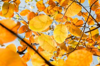 Autumn season. Orange autumn leaves on a branch