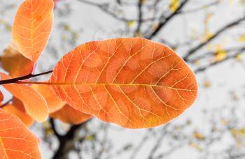 Autumn season. Orange autumn leaves on a branch