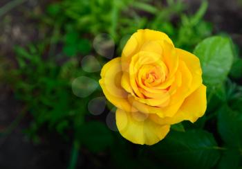 Bush of yellow roses. Summer season