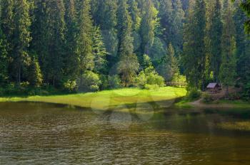 Lake in the coniferous forest. Summer landscape
