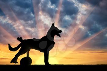 Silhouette of a dog in a wheelchair. The concept of disabled pets