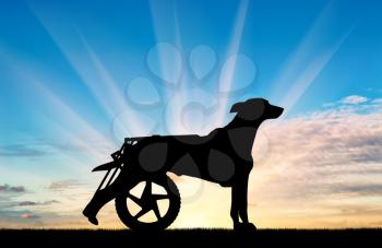 Silhouette of a dog in a wheelchair. The concept of aid paralyzed pet