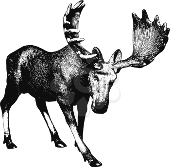 Elk. Ink drawing. There is an option in the vector.