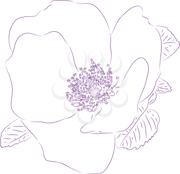 Planimetric drawing of a flower of a dogrose.