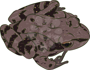 The beautiful spotty brown frog (amphibian) sits.