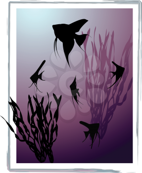 Aquarium with silhouettes of fishes (scalare) and seaweed.