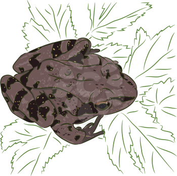 The brown meadow frog sits on green leaves