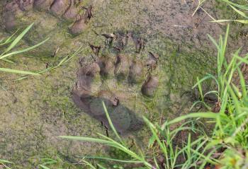 Fresh traces of brown bear, printed in the clay. Russia.