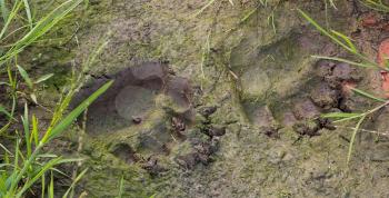 Fresh traces of brown bear. In one of the tracks sits a little frog. Russia.