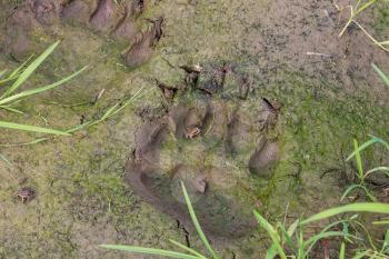 Fresh traces of brown bear. In one of the tracks sits a little frog. Russia.