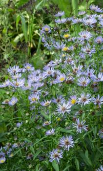 Autumn perennial aster blue on a green background.