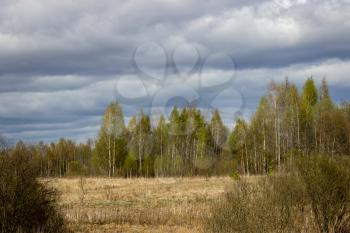 Landscape with beautiful birch grove in the spring before the rain.