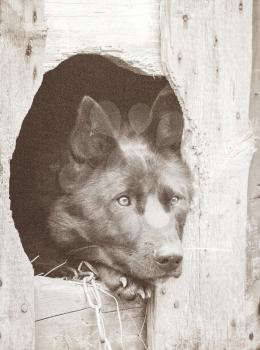 Portrait of a black dog watching from the booth. Art photography. Photo toned sepia. Added noise.