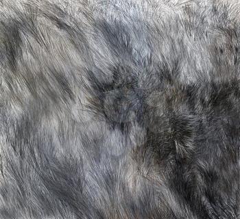 Wolf skins texture - close-up 3D rendering. Fashion element design.