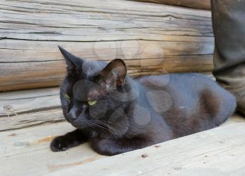 Beautiful black cat with green eyes lying on a wooden bench.