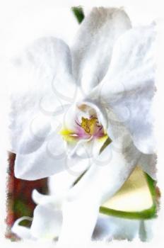 A beautiful white orchid flower of close-up. The watercolor.