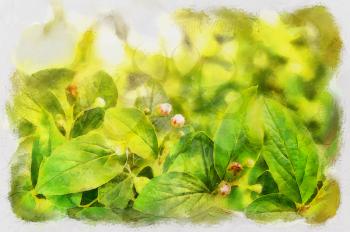 Watercolor illustration with flowers of cotoneaster in the sun.