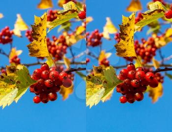 Stereo pair with ripe juicy fruits of hawthorn.. Use these images to make a 3D image in the format of your choice - red, cyan anaglyph, animated gif, interlaced etc.