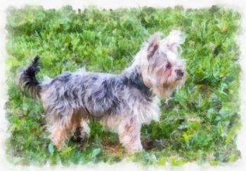 Watercolor painting beautiful little Yorkshire Terrier standing on the grass.