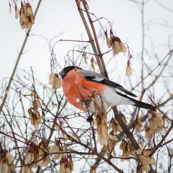 Beautiful bullfinch sits on a branch and have maple seeds.