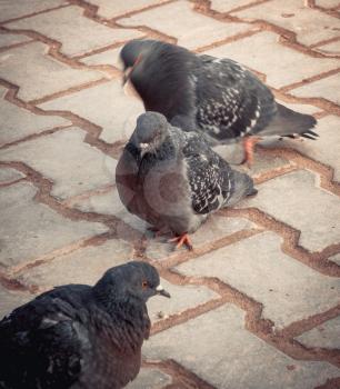 Blue-gray pigeons walking on the pavement in the morning.