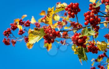 Bright ripe hawthorn berries with leaves on a blue sky background.